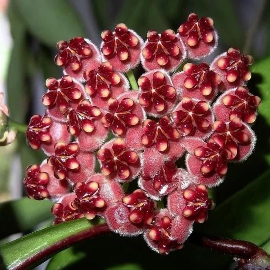 Hoya Kentiana Variegata | Rare Variegated Hoya Wax Plant | Tropical Indoor Outdoor Houseplant