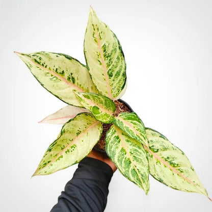 Aglaonema 'Cinderella' - Enchanting Tropical Foliage