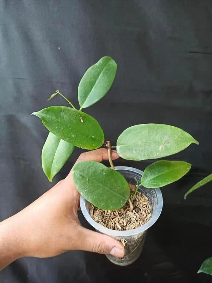 Rare Hoya Evelinae Sp Papua - Premium Soft Pink Flower Exotic Tropical Wax Plant