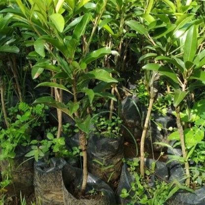 Small Grafted Sapodilla (Chikoo) - Premium Tropical Fruit Tree
