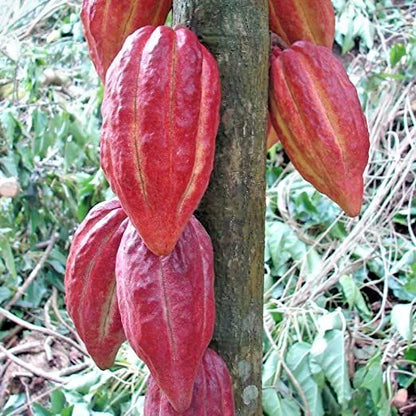 Red Cocoa Cacao Chocolate Seedss (Theobroma cacao) 40+ Seedss