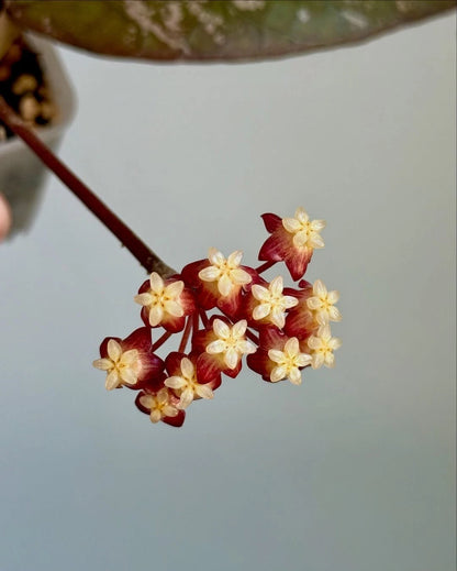 Rare Hoya Shogun (Hoya sp. 'Shogun') – Stunning Dark Foliage Tropical Wax Plant Cutting / Rooted Node