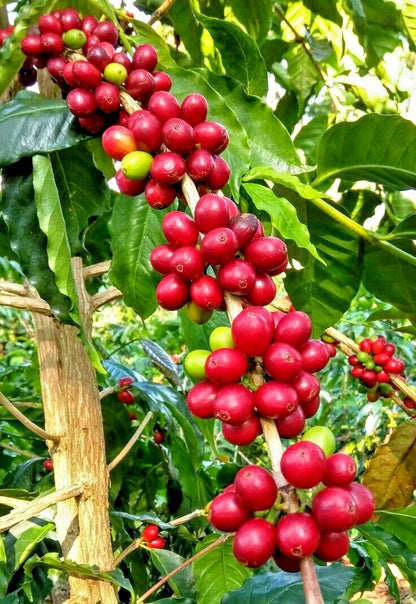 Geisha Green Tip Coffee Seeds 2,000+ (Coffea arabica var. Gesha) – Bulk Rare Highland Specialty Coffee Beans for Planting