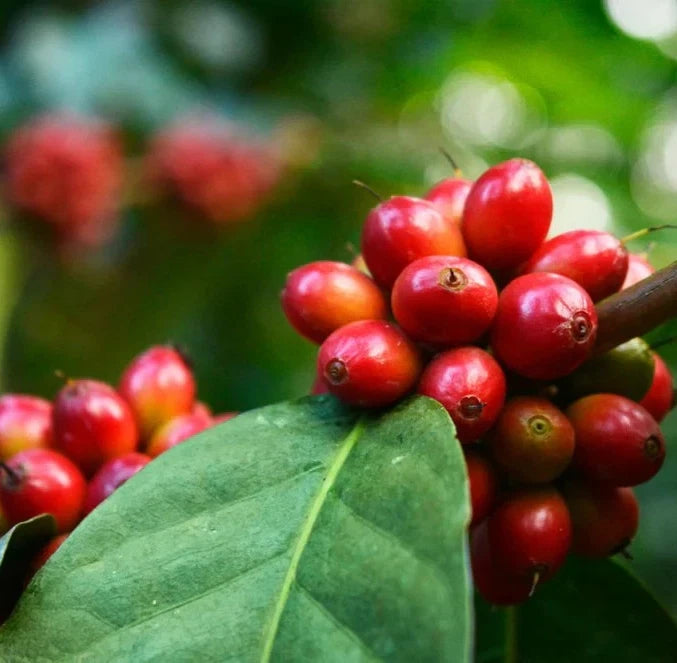 Geisha Costa Rican Coffee Seeds (Coffea arabica) – 120+ Premium Certified Gesha Coffee Seeds for Planting