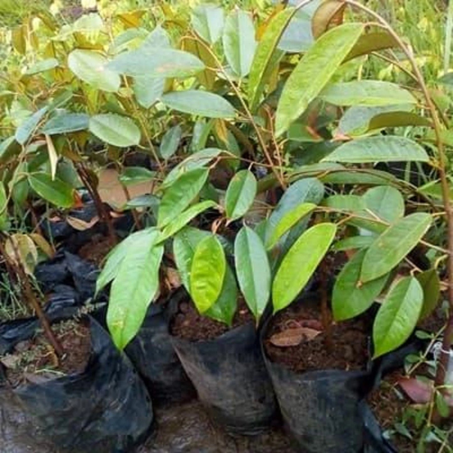 Grafted 'Bawor' Durian – Premium Tropical Fruit Tree