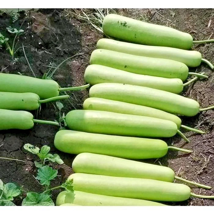 Long Bottle Gourd Seeds (Lagenaria siceraria) – 1,000+ Bulk Premium Long Gourd Seeds