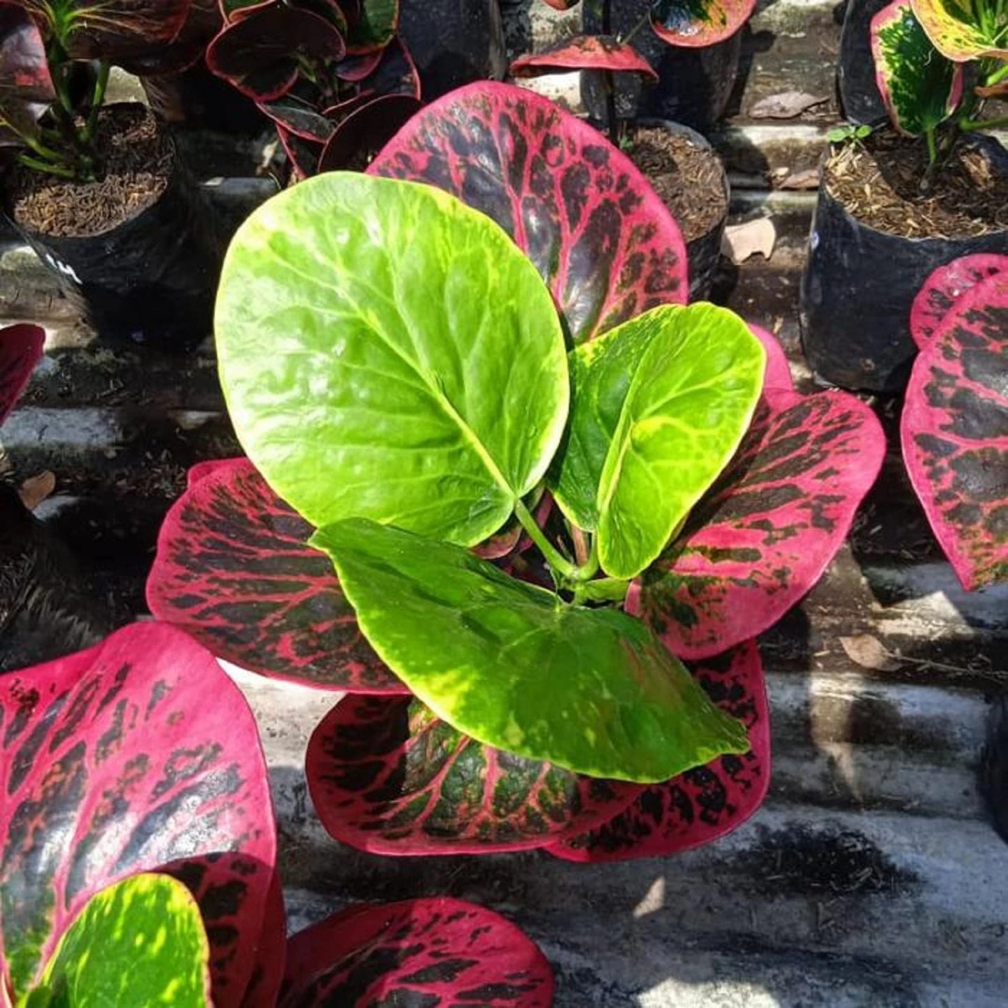 Rare Codiaeum Variegatum 'Busarin' - Premium Colorful Croton Exotic Tropical Houseplant