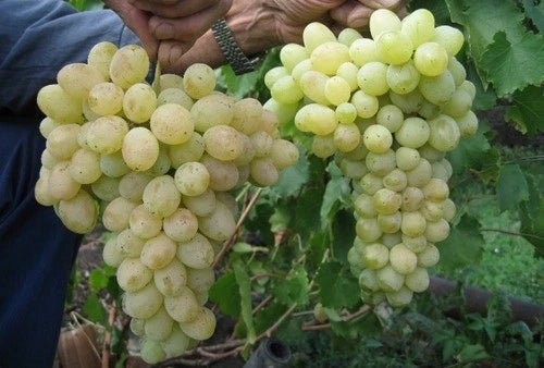Laura Grape Seeds (Vitis vinifera / 100+ Premium Sweet Table Grape Seeds) – Premium Exotic Botanical Specimen Plant Seeds for Planting