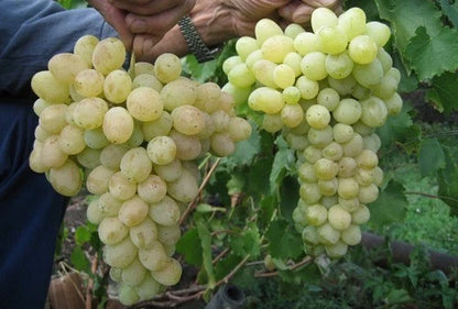 Laura Grape Seeds (Vitis vinifera / 100+ Premium Sweet Table Grape Seeds) – Premium Exotic Botanical Specimen Plant Seeds for Planting