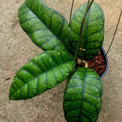 Hoya Callistophylla 'Obsidian' Rare Tropical Indoor Outdoor Wax Plant Seeds / Cuttings (Hoya callistophylla 'Obsidian') – Premium Certified Dark Veined Waxflower Plant for Planting
