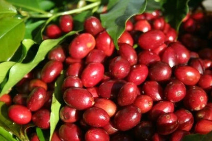 Tanggamus Coffee Seeds (Coffea canephora / arabica) – Rare Lampung Highland Specialty Coffee Beans for Planting and Cultivation