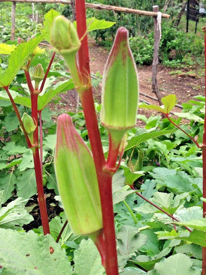Red Okra Seeds (Abelmoschus esculentus) – 1.000+ Premium Heirloom Burgundy Red Okra Seeds for Planting