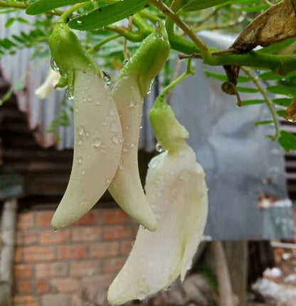White Agati (Sesbania grandiflora) – 100 Premium Hummingbird Tree Seeds