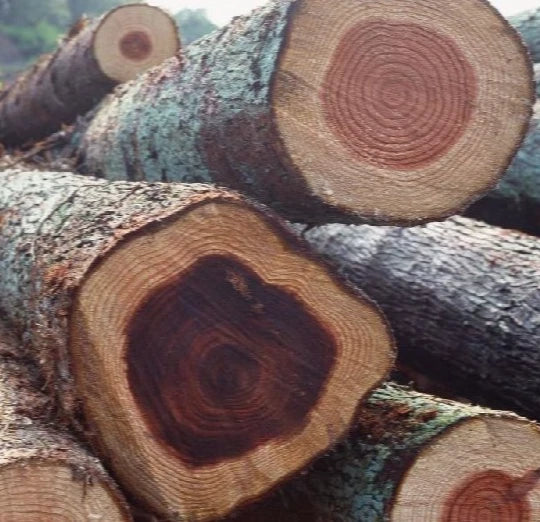 100+ Mahogany Tree Seeds | Swietenia Mahagoni | Exotic Timber Wood Tree | Fast Growing