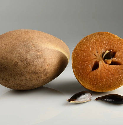 Sapodilla Seeds Morena Variety | Manilkara Zapota | Sweet Chico Zapote Fruit | 35 Seeds