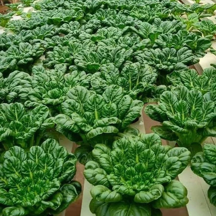 Premium 'Pagoda' Tatsoi Seeds (Brassica rapa var. narinosa) – Elite Architectural Asian Greens Heirloom Seeds (2,000+ Count Bulk Parcel)