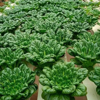 Premium 'Pagoda' Tatsoi Seeds (Brassica rapa var. narinosa) – Elite Architectural Asian Greens Heirloom Seeds (2,000+ Count Bulk Parcel)