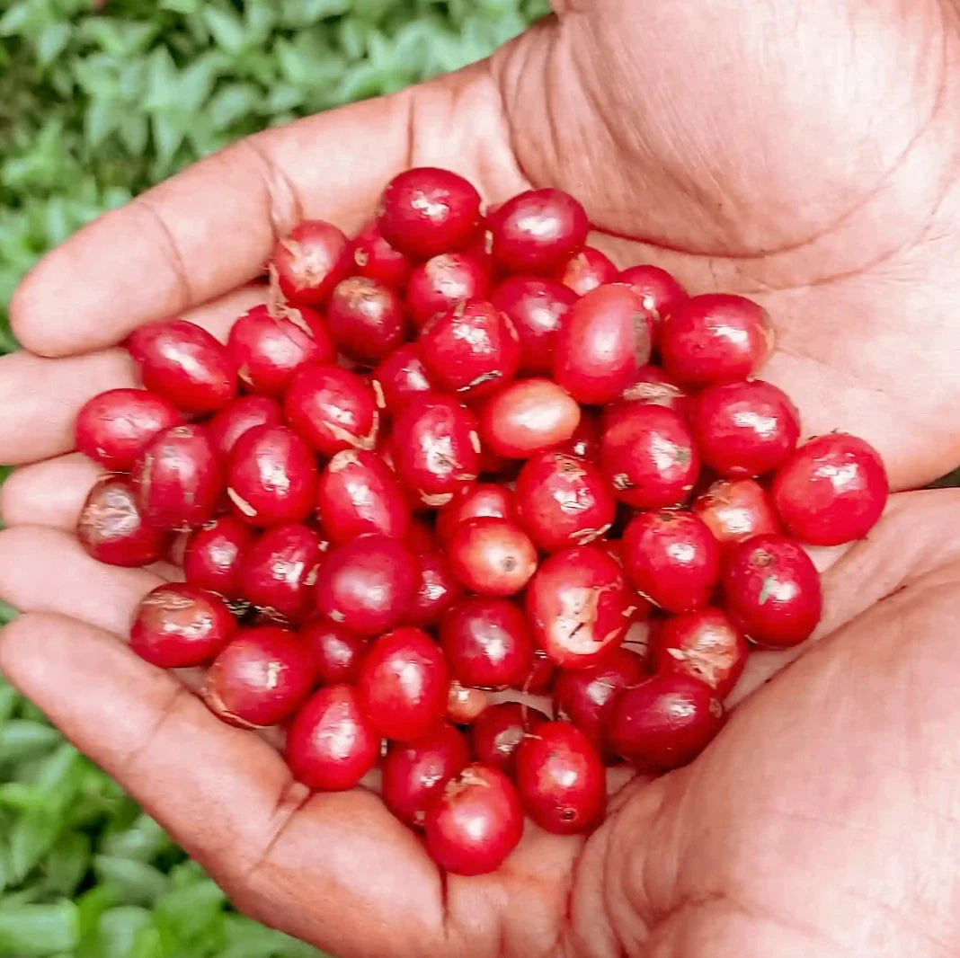 2000+ Premium Coffee Seeds (Coffea arabica var. typica) – Certified Heirloom Typica Coffee Bean Crop Seeds for Planting