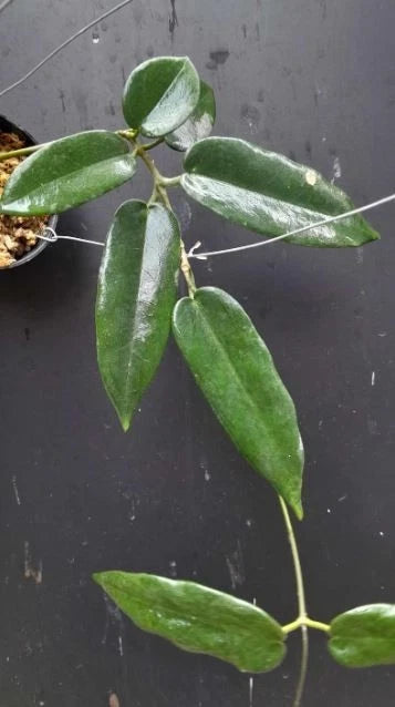 Hoya Stenakei Dark Sp. Papua Rare Tropical Indoor Outdoor Wax Plant Seeds / Cutting – Premium Certified Exotic Epiphytic Vine for Planting