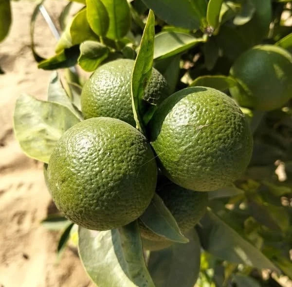 Sudachi Lime Seeds (Citrus sudachi) – 100+ Premium Japanese Lime Seeds