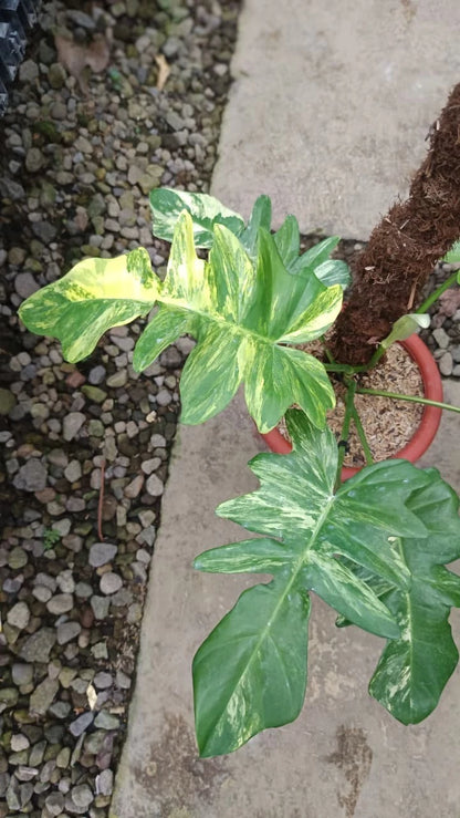 Philodendron 'Florida Beauty' (Flobe) x distantilobum (Variegated) – Rare Hybrid Specimen
