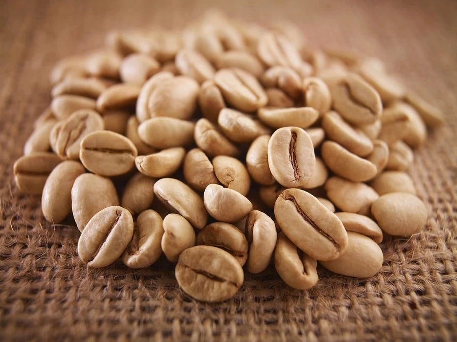 Millenio Coffee Seeds (Coffea arabica var. Millenio) – Rare High-Yield Disease-Resistant Specialty Coffee Beans for Planting and Cultivation