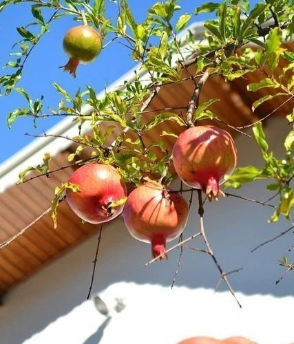 Premium Dholka Pomegranate Seeds (Punica granatum) – Authentic Rare Indian Cultivar heirloom Fruit Seeds (100+ Count)