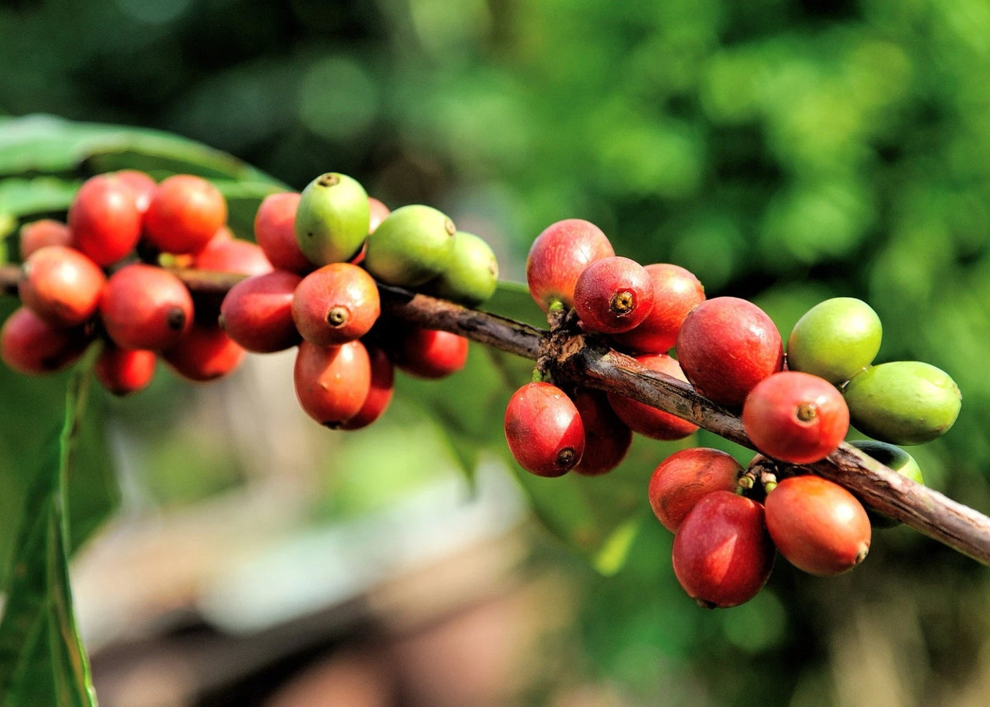 Rume Sudan Coffee Seeds (Coffea arabica var. Rume Sudan) – Premium Certified Heirloom Sudanese Specialty Coffee Bean Seeds for Planting (120 Pcs)