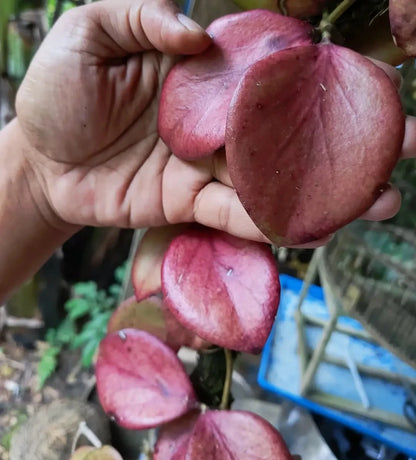 Hoya Annulata Red Leaves Rare Tropical Indoor Outdoor Large Wax Plant Seeds / Cuttings (Hoya annulata) – Premium Certified Red-Leaf Waxflower Plant for Planting