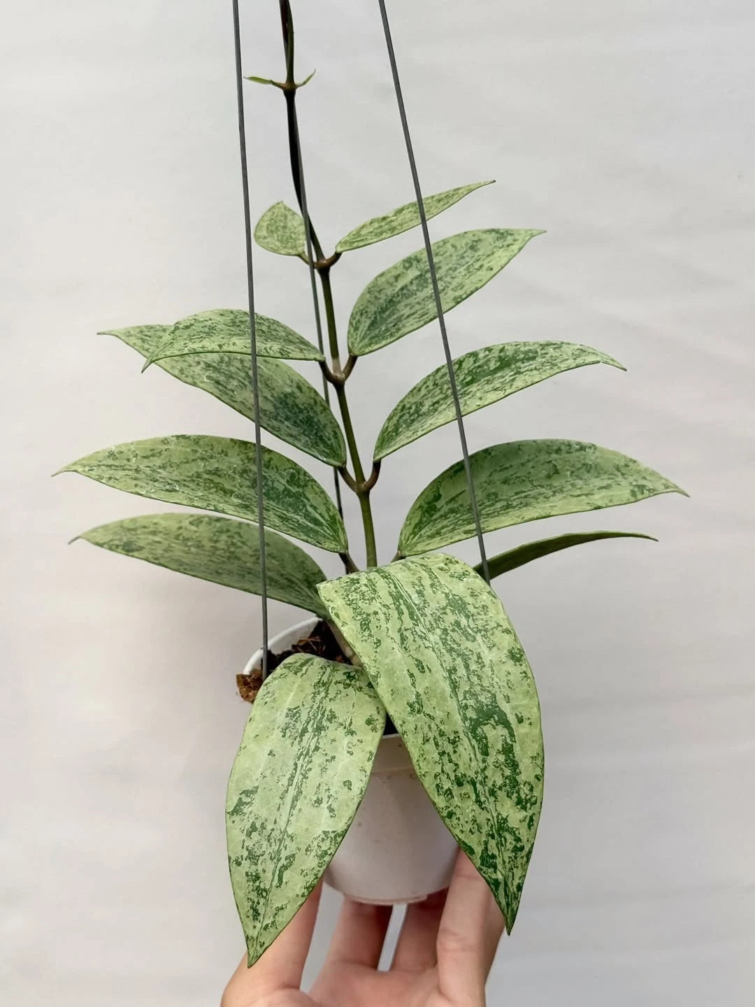 Hoya Rangsan Silver Splash | Rare Silver Hoya Wax Plant | Tropical Indoor Outdoor Houseplant