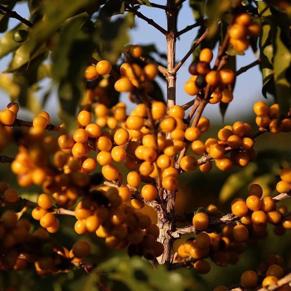 120+ Bourbon Yellow Coffee Seeds (Coffea sp. / Rare Yellow Bourbon Arabica Coffee Cultivar Bean Seeds) – Premium Botanical Specimen Plant Seeds for Planting