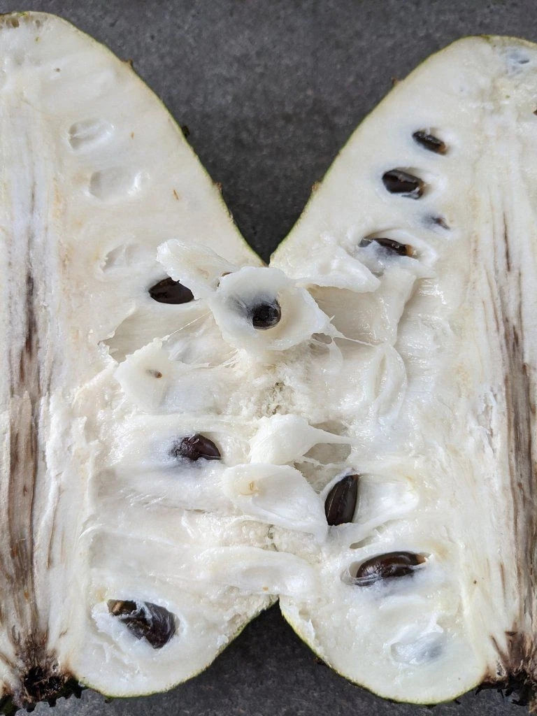 Guanabana Blanca Soursop Seeds (Annona muricata 'Guanabana Blanca') – 100 pcs Premium Fresh Rare Sweet Soursop Seeds