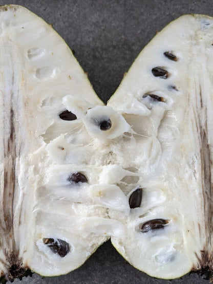 Guanabana Blanca Soursop Seeds (Annona muricata 'Guanabana Blanca') – 100 pcs Premium Fresh Rare Sweet Soursop Seeds