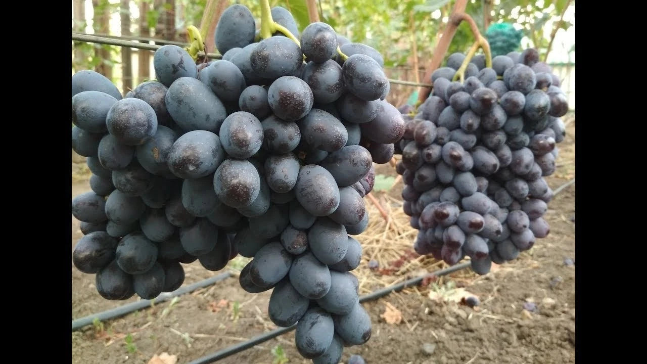 Lorano Grape Seeds (Vitis vinifera) – Premium Certified High-Yield Table Grape Vine Plant Seeds for Planting (100 Pcs)