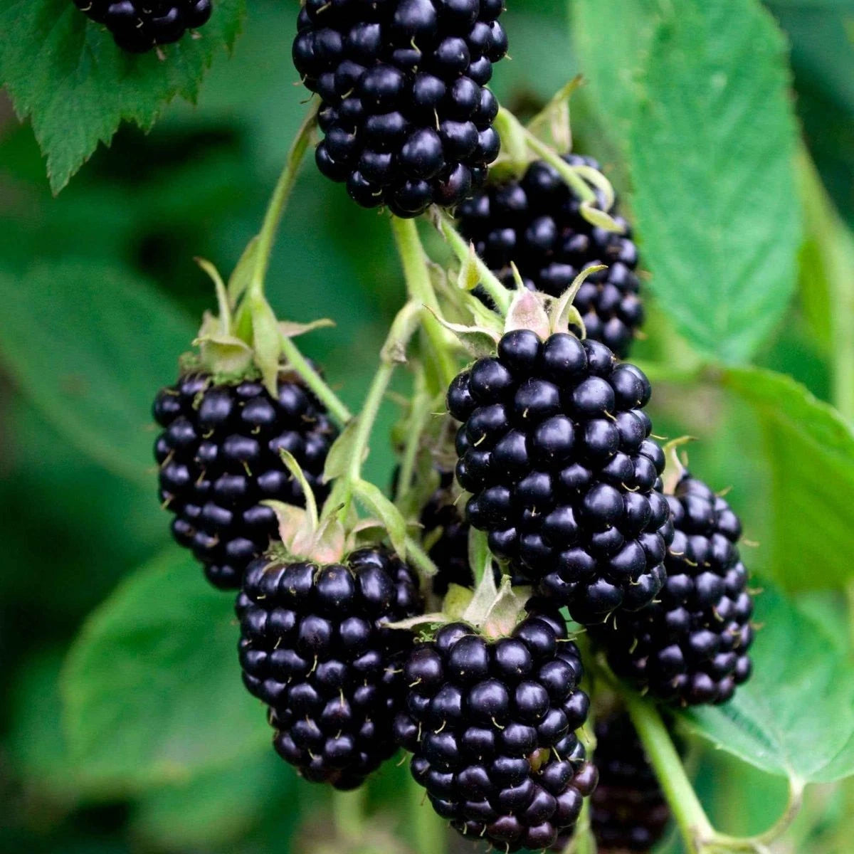 Berries Seeds 45+ pcs Bundle (Mixed Berry Cultivars) – 3-Cultivar Garden Package Premium Certified Berry Fruit Plant Seeds for Planting