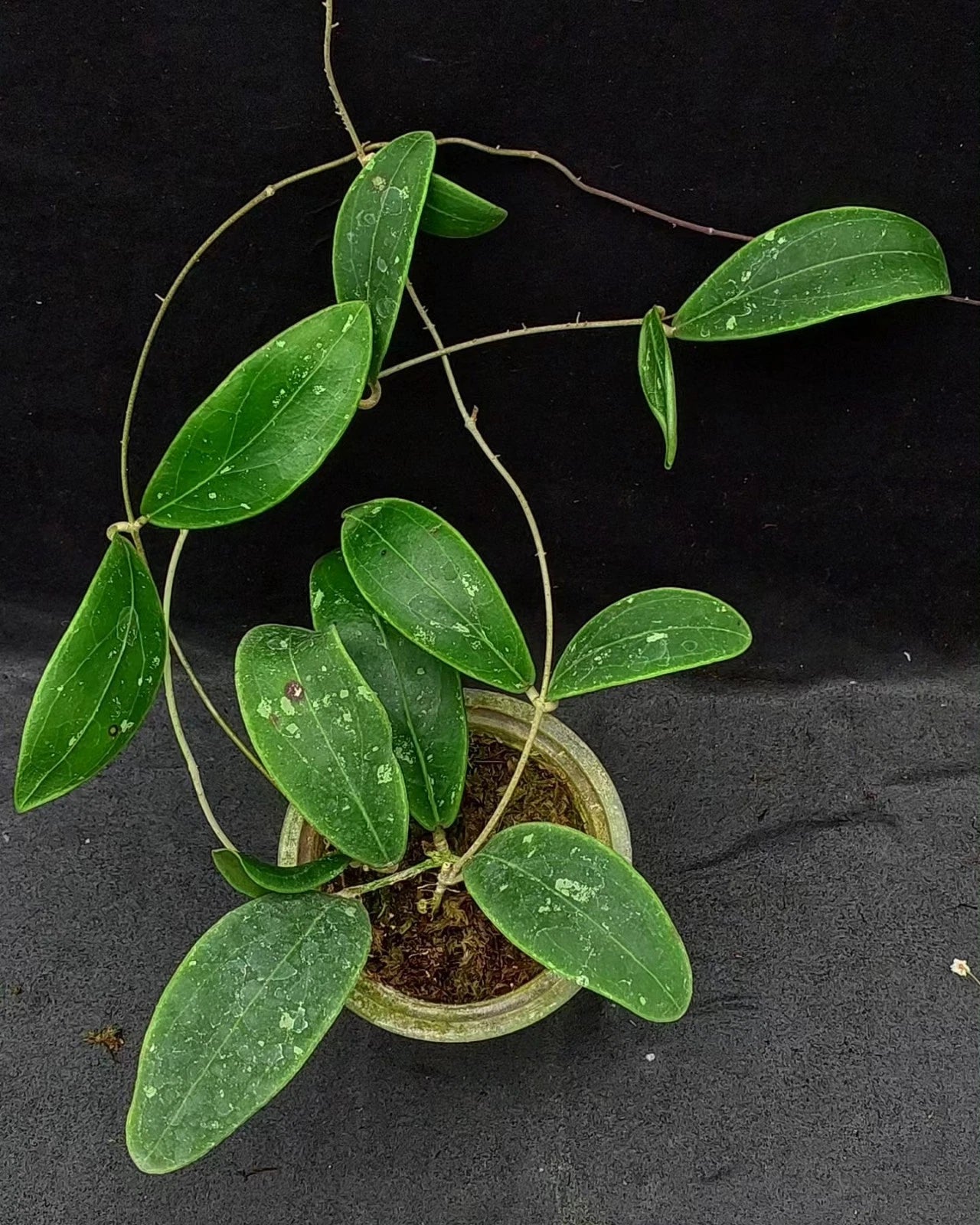 Hoya rintzii 'Splash' (Borneo Selection) – Rare Tropical Wax Plant Live Epiphytic Vine for Indoor Collectors