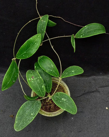 Hoya rintzii 'Splash' (Borneo Selection) – Rare Tropical Wax Plant Live Epiphytic Vine for Indoor Collectors