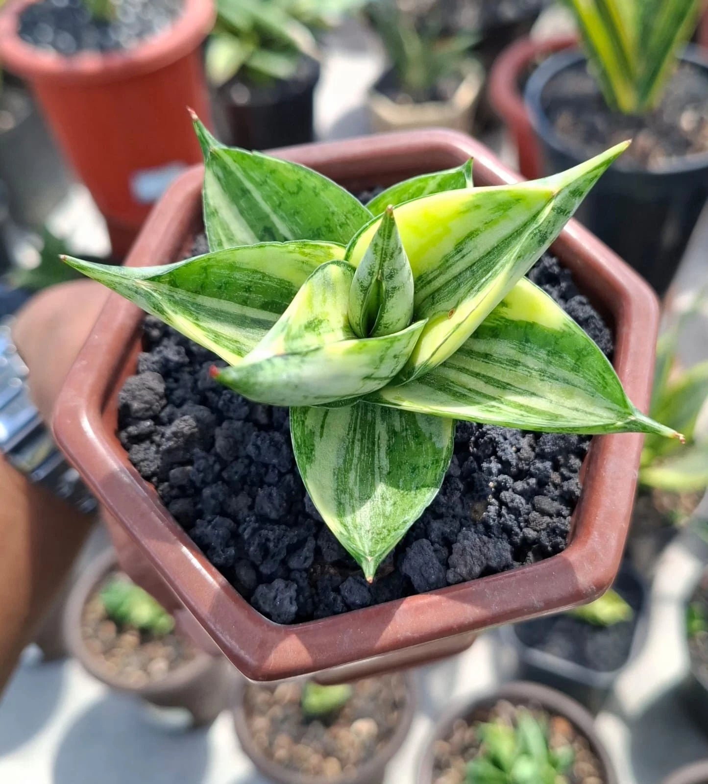 Sansevieria Manja Variegated - Rare Tropical Snake Plant