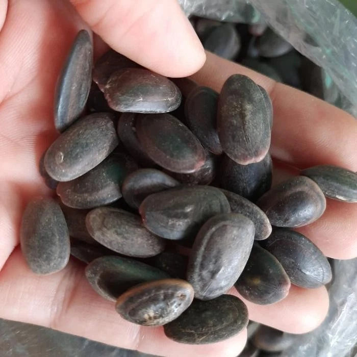 Indian Trumpet Tree Seeds (Parkia timoriana / 50+ Rare Tropical Forest Tree Seeds) – Premium Exotic Botanical Specimen Plant Seeds for Planting