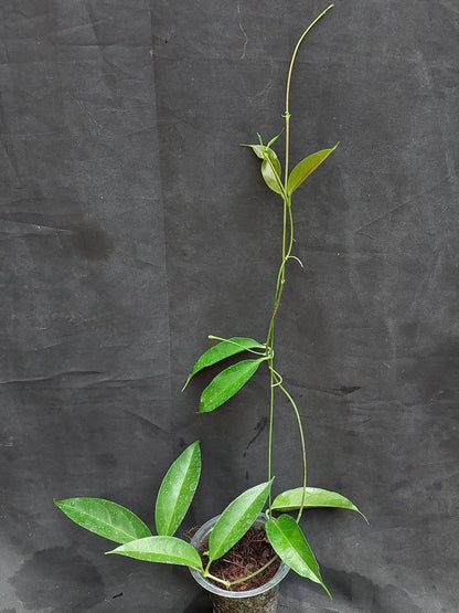 Hoya Chloroleuca Rare Tropical Indoor Outdoor Wax Plant Seeds / Cuttings (Hoya chloroleuca) – Premium Certified Pale-Green Flowered Waxflower Plant for Planting