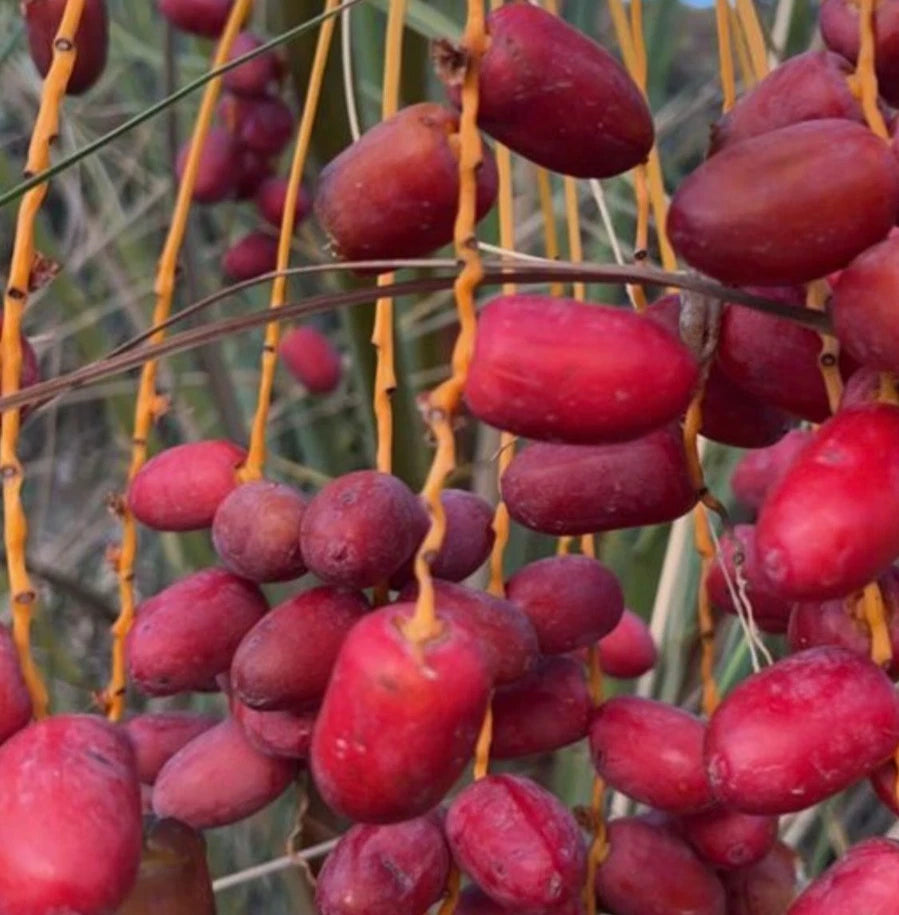 Sayer Date Palm Seeds (Phoenix dactylifera) – 35 Premium Arabian Rich Toffee-Sweet Sa'ir Date Seeds