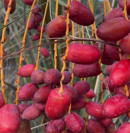Sayer Date Palm Seeds (Phoenix dactylifera) – 35 Premium Arabian Rich Toffee-Sweet Sa'ir Date Seeds
