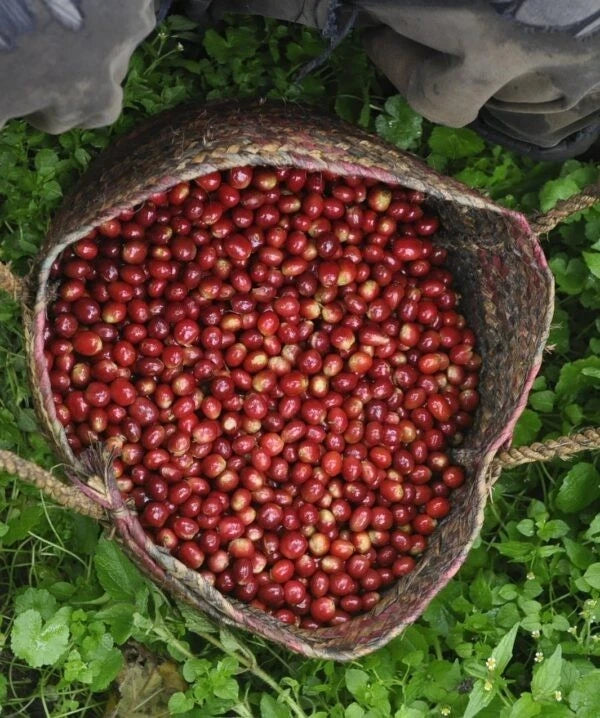 Bergendal Typica Sumatra Coffee Seeds (Coffea arabica) – Bulk Rare Heirloom Indonesian Highland Specialty Coffee Beans for Planting