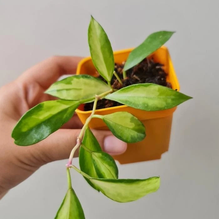Hoya Walliniana Variegated | Rare Variegated Hoya Wax Plant | Tropical Indoor Outdoor Houseplant