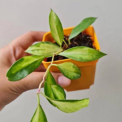 Hoya Walliniana Variegated | Rare Variegated Hoya Wax Plant | Tropical Indoor Outdoor Houseplant