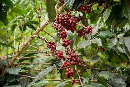Centroamericano H1 Coffee 300+ Seeds (Coffea arabica / Sarchimor Hybrid) – Bulk F1 Hybrid Specialty Coffee Beans for Planting and Cultivation