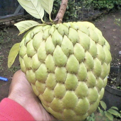 Giant Custard Apple Seeds 1000+ (Annona squamosa var. Jumbo Sugar Apple) – Rare Extra-Large Sweet Tropical Fruit Tree Seeds for Cultivation