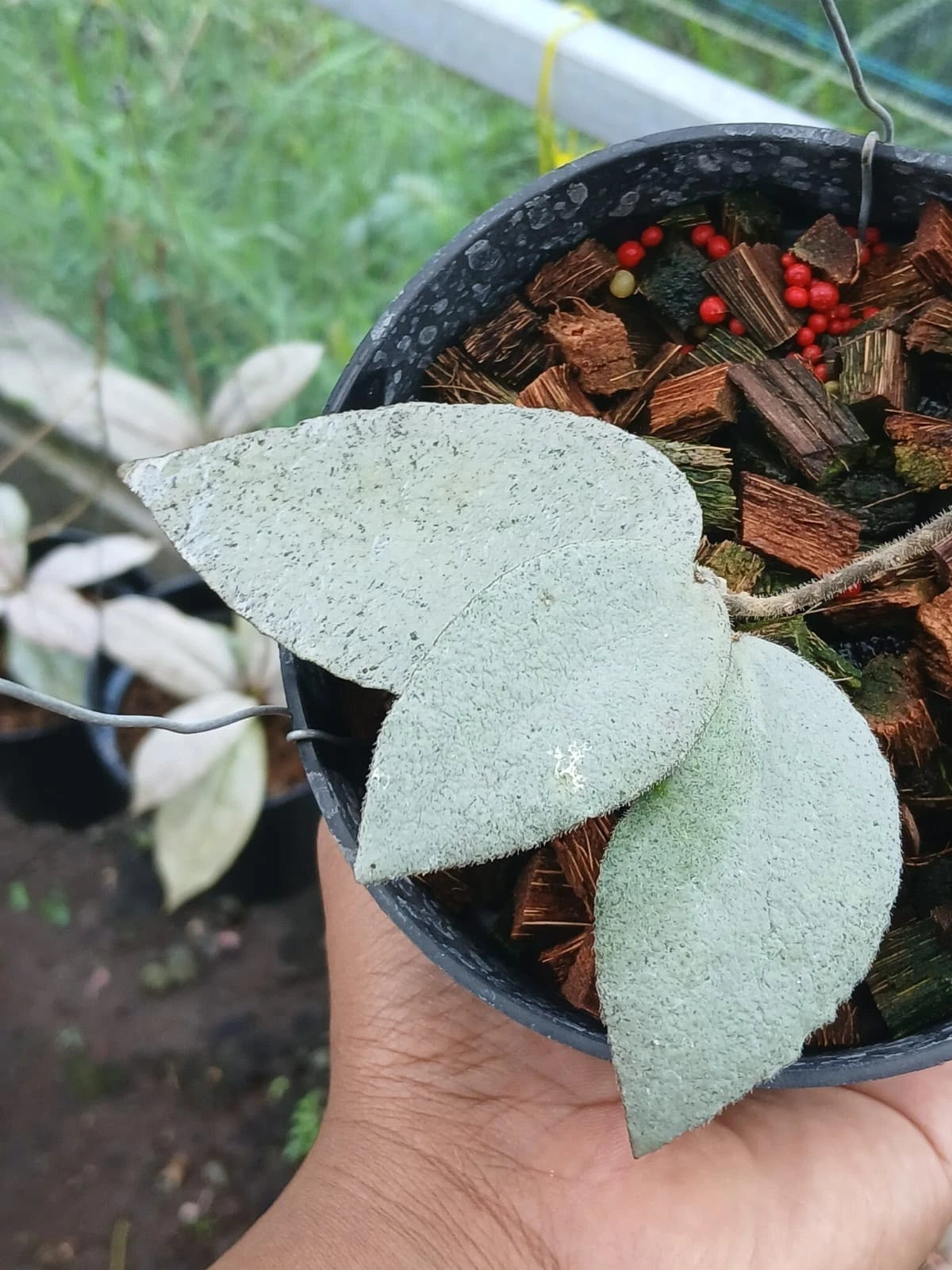 Hoya Caudata 'Argentea' – Rare Tropical Indoor Outdoor Wax Plant Certified Live Specimen for Planting