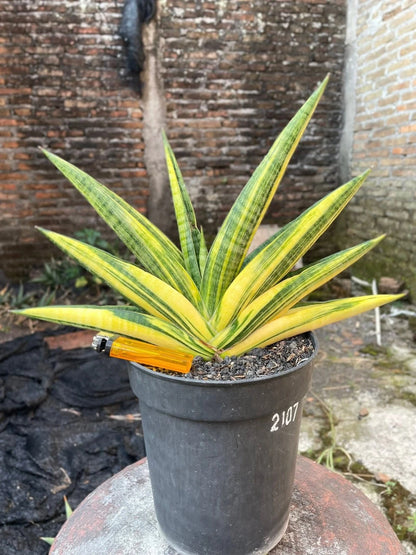 Sansevieria 'Marsha Anjani' Variegated - Rare Architectural Collector's Specimen
