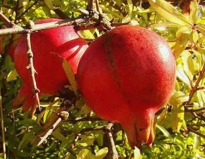 Premium Akko Pomegranate Seeds (Punica granatum) – Sweet Israeli Exotic Fruit Seeds for Planting (100+ Pcs)